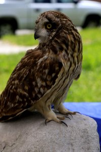 Owl visual aid on display at the BLM-UT station (34364356562)