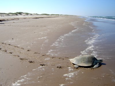 Padre Island National Seashore (29730756690)