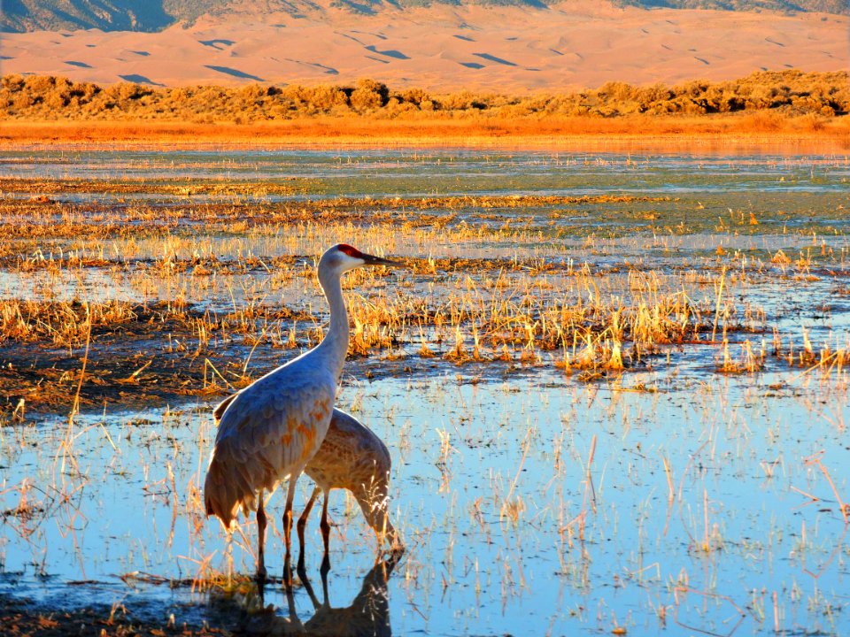 Pair of Sandhill Cranes in Wetland, Dunes in Background (31000869756)