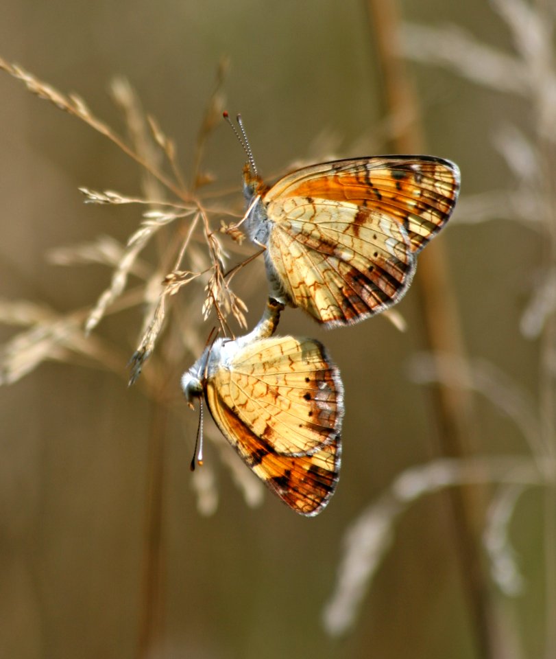 Pair of crescents (2829711869)