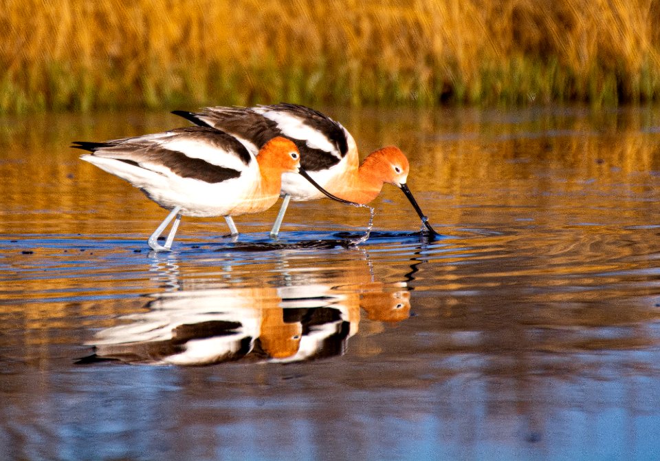 Pair of American Avocets Feeding in Wetland (51265147523)