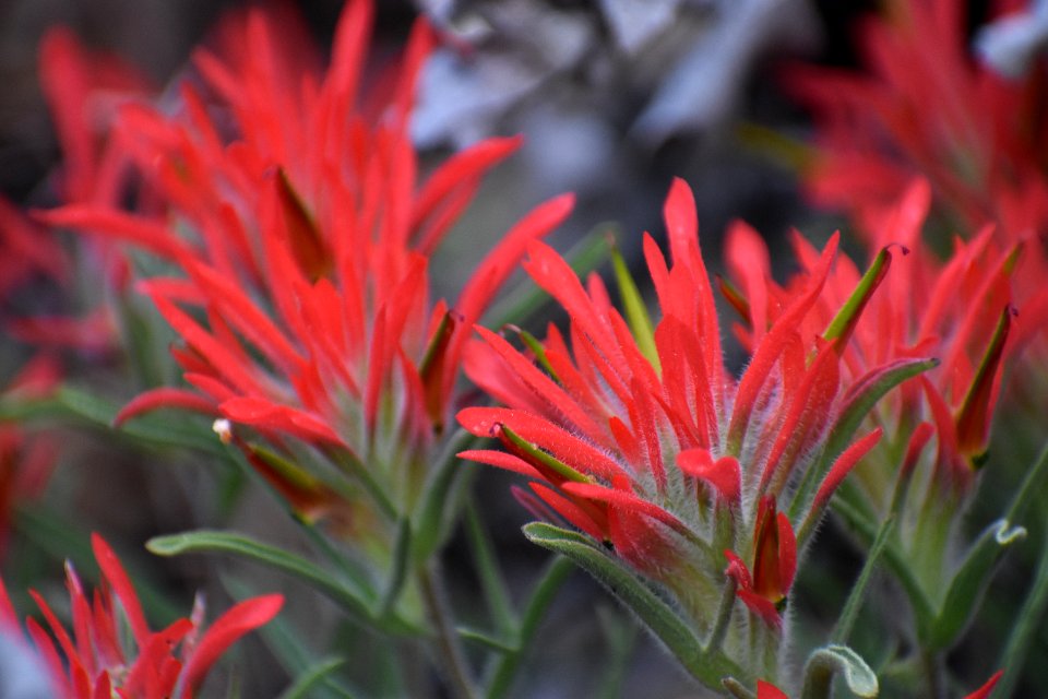 Paintbrush close-up (35677078055)
