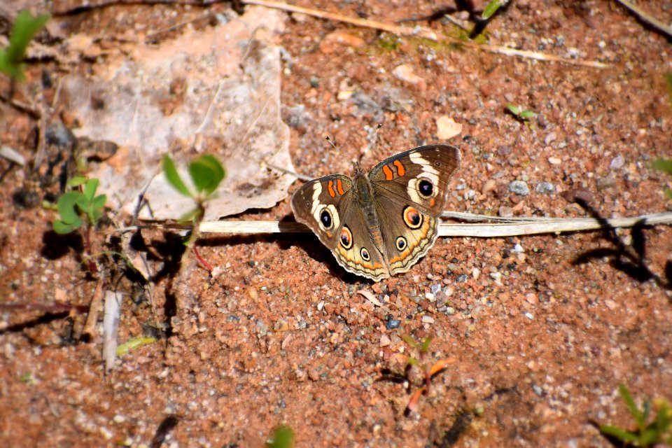 Painted Lady Butterfly (35677904855)