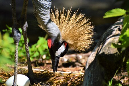 Nest hatchery egg