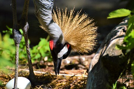 Nest hatchery egg photo