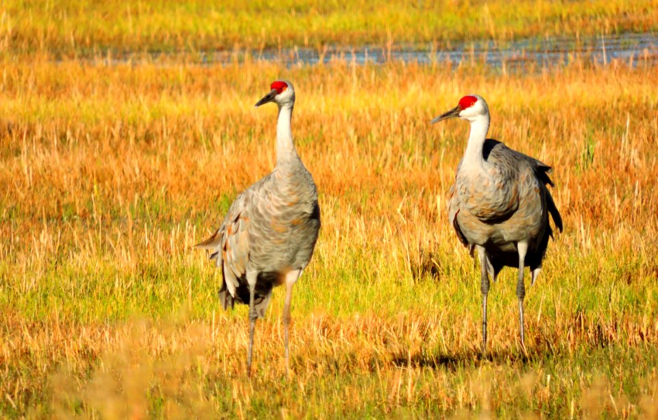 Pair of Sandhill Cranes (36969999853)