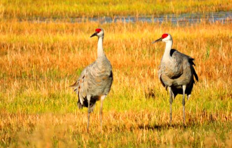 Pair of Sandhill Cranes (36969999853)
