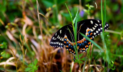Palamedes Swallowtail (Papilio palamedes) (33818727122)