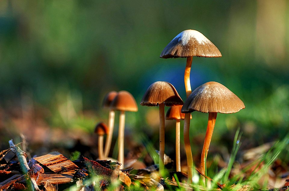 Panaeolus sphinctrinus (51128940412)