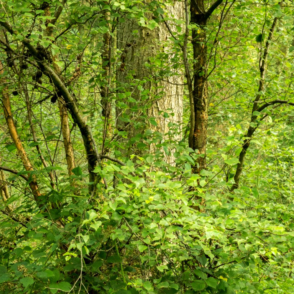 Pant-du woodland detail, N Wales, UK, 2021. (51382317938)
