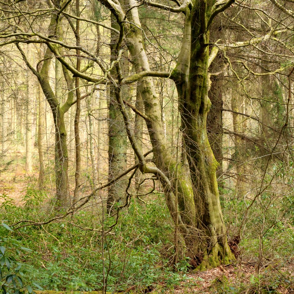 Pant-du woodland, N Wales, UK, 2021. (51129203288)