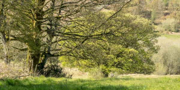 Pant-du farmland, N Wales, UK, 2021. (51156414125)