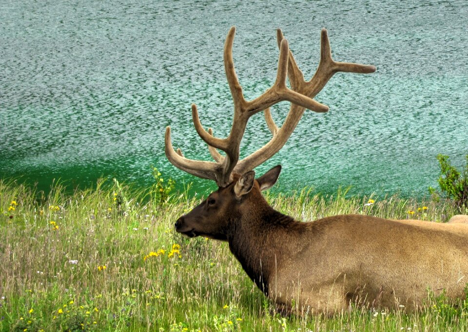 Animal wildlife nature