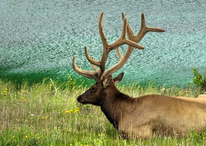 Animal wildlife nature