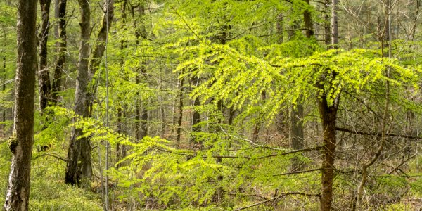 Pant-du woodland, N Wales, UK, 2021. (51155393866)
