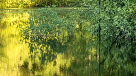 Pant-du woodland, Lake pond, N Wales, UK, 2021. (51238496246)