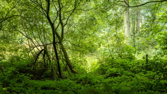 Pant-du woodland detail, N Wales, UK, 2021. (51399916474)