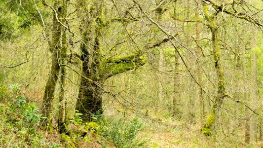 Pant-du woodland, N Wales, UK, 2021. (51170315558)
