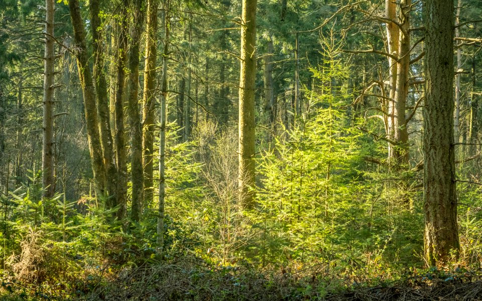 Pant-du woodland, N Wales, UK, 2021. (51142593559)