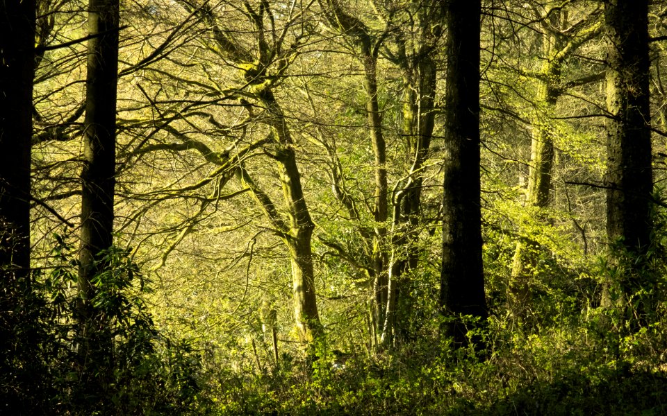 Pant-du woodland, N Wales, UK, 2021. (51142515454)