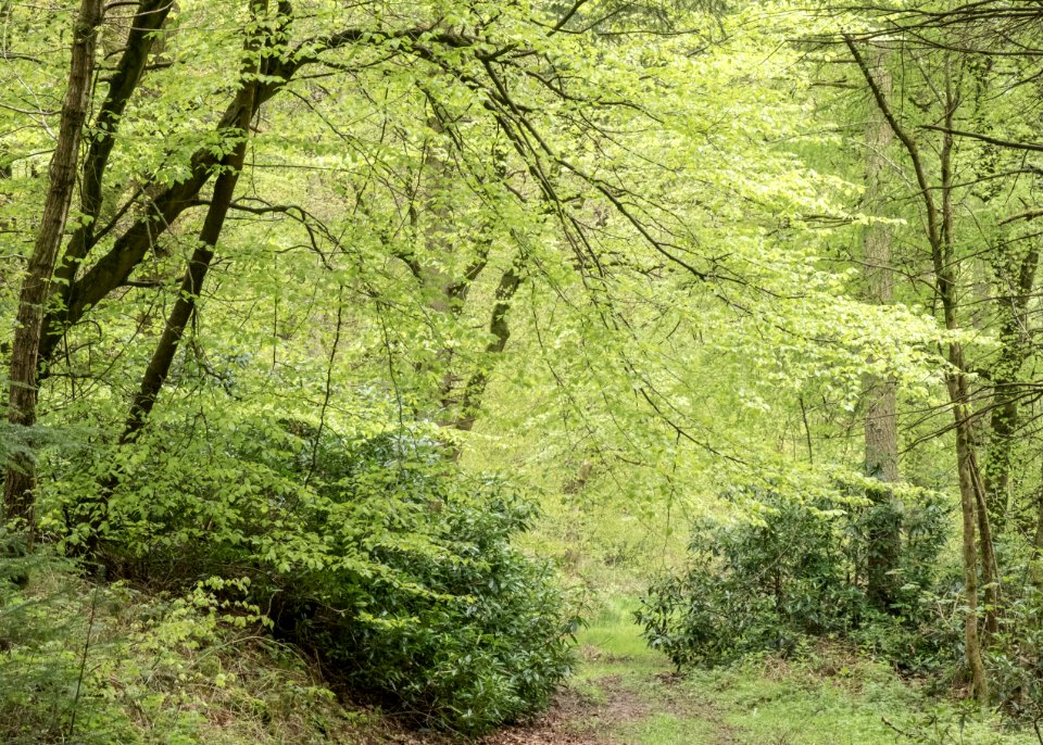 Pant-du woodland, N Wales, UK, 2021. (51202933914)