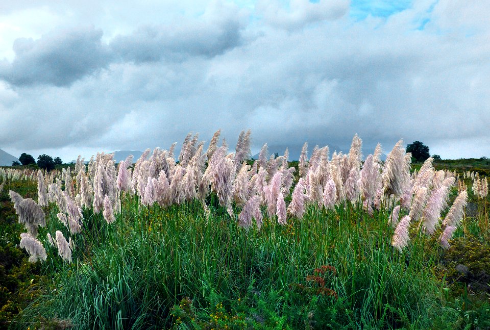 Pampas grass. (51104203423)