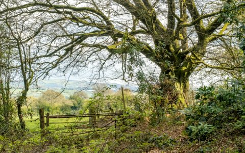 Pant-du woodland, N Wales, UK, 2021. (51158516685)