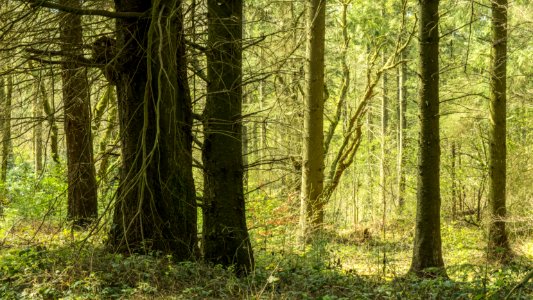 Pant-du woodland, N Wales, UK, 2021. (51160835407)