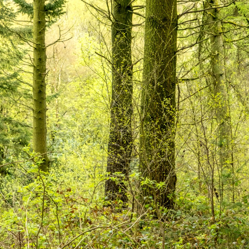 Pant-du woodland, N Wales, UK, 2021. (51172037067)