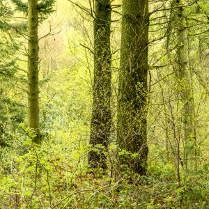 Pant-du woodland, N Wales, UK, 2021. (51172037067)