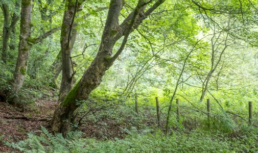 Pant-du woodland, N Wales, UK, 2021. (51398817547)