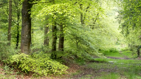 Pant-du woodland, N Wales, UK, 2021. (51210412231)