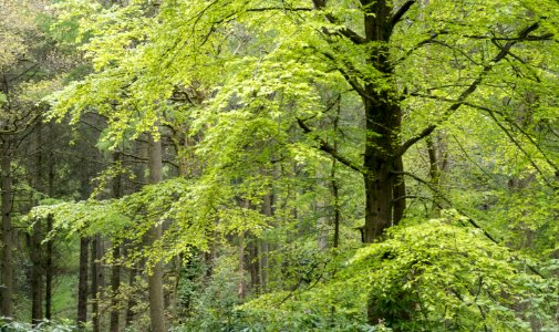 Pant-du woodland, N Wales, UK, 2021. (51210536023)
