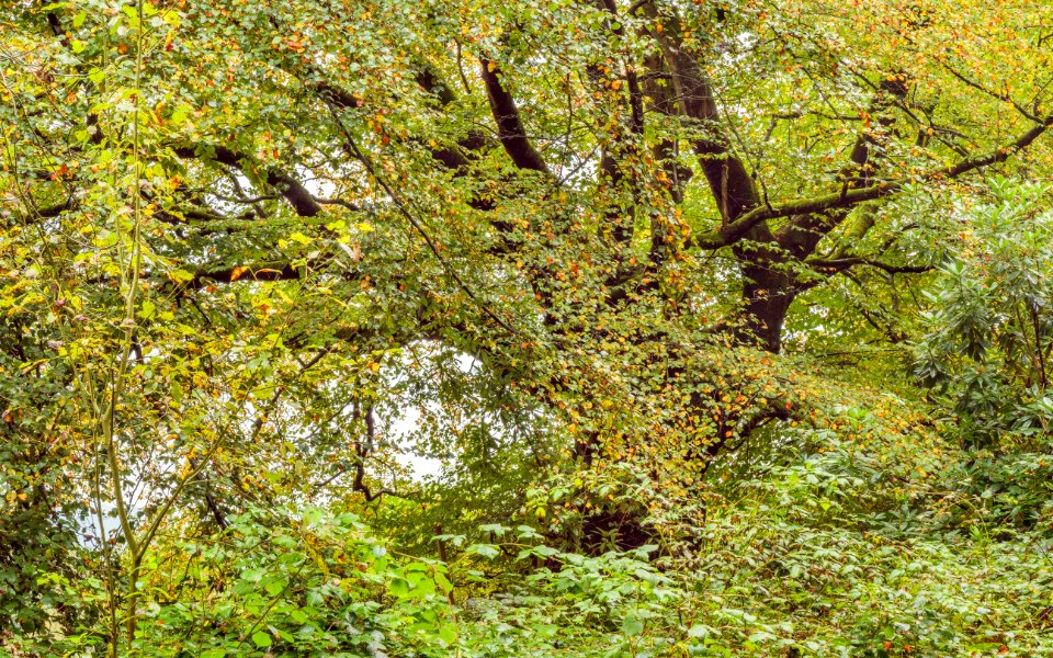 Pant-du woodland, N Wales, UK, Autumn 2019. (51166162994)