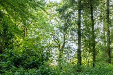 Pant-du woodland, N Wales, UK, 2021. (51273907347)