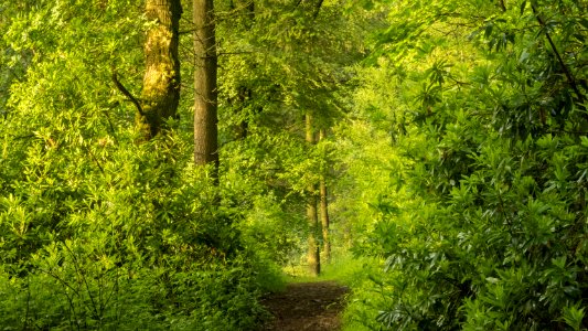 Pant-du woodland, N Wales, UK, 2021. (51276158278)