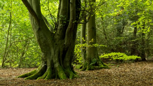 Pant-du woodland, N Wales, UK, 2021. (51406326211) photo