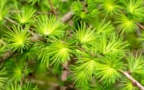 Pant-du woodland, spring greens, N Wales, UK, 2021. (51152694153)