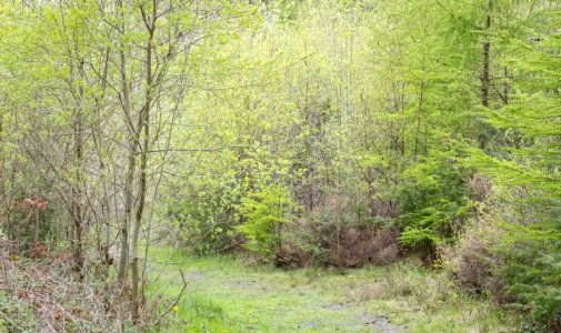 Pant-du woodland, spring greens, N Wales, UK, 2021. (51170694510)
