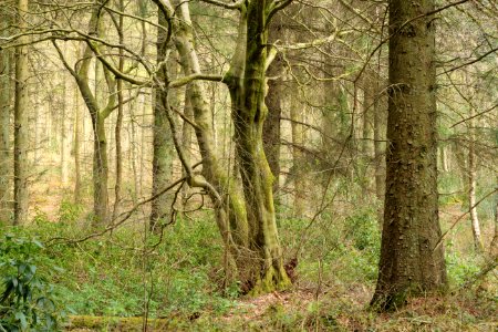 Pant-du woodland, N Wales, UK, 2021. (51129029997)