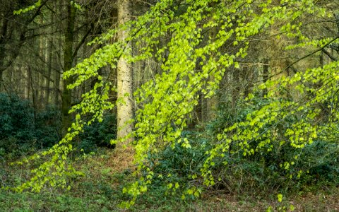 Pant-du woodland, N Wales, UK, 2021. (51153387066)