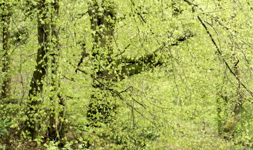 Pant-du woodland, N Wales, UK, 2021. (51201217757)