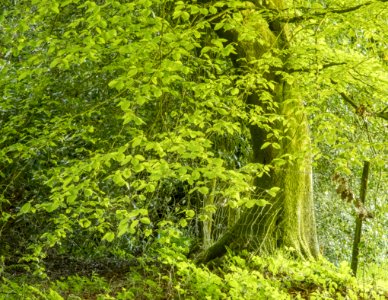 Pant-du woodland, N Wales, UK, 2021. (51236199598)