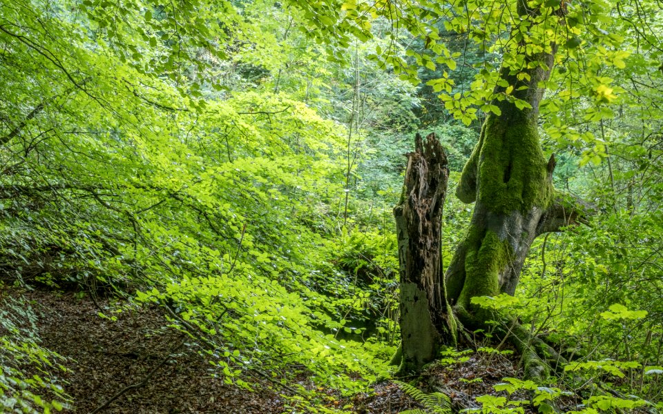 Pant-du woodland, N Wales, UK, 2021. (51390192831)