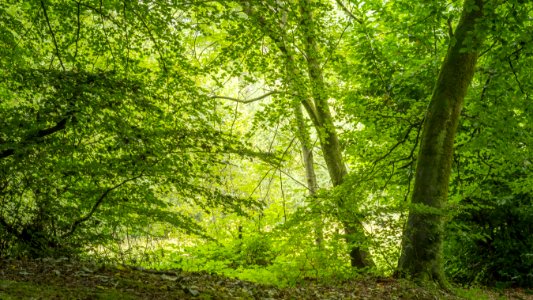 Pant-du woodland, N Wales, UK, 2021. (51436257302)