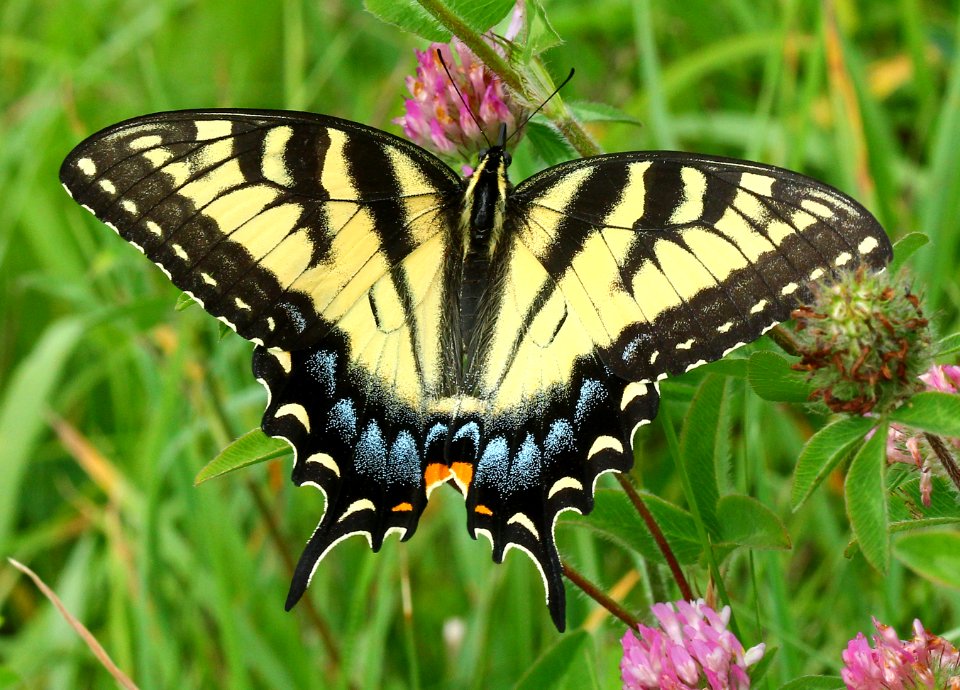 Papilio glaucus (24493477176)