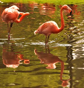 Water water bird pink flamingo photo