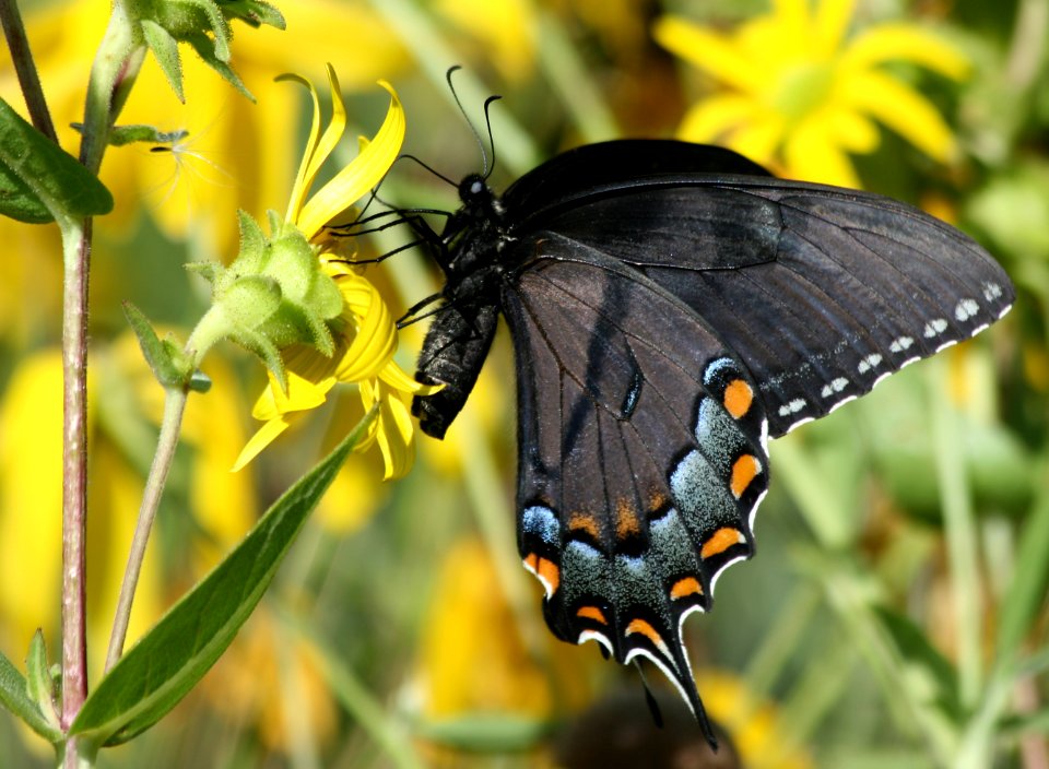 Papilio Glaucus, female, dark color form (2810244462)