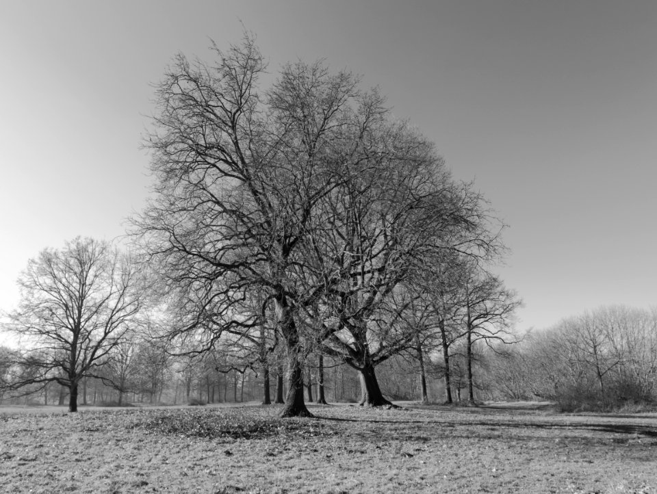 Park scene (49455558627)