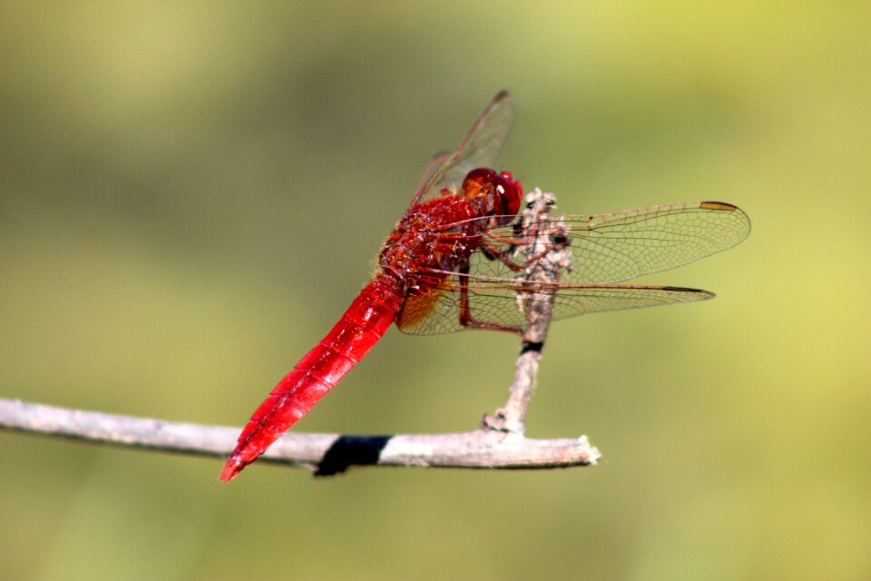 Wildlife dragonfly red